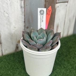 TY苗 ラウリンゼ×シャビアナマインアスベスト  現物商品