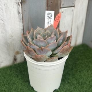 TY苗 ブルーサプライズ×リンゼアナ  現物商品