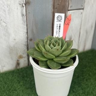 TY苗 (沙羅姫牡丹×ヒアリナA)×シルバースター  現物商品