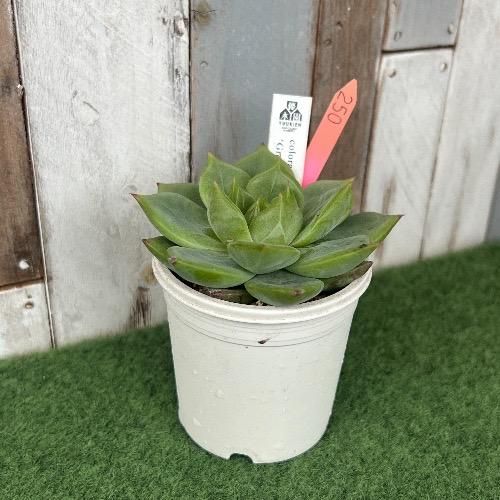 参考画像　中型多肉植物 緑色 金属製容器 楽天市場】ヘアシー ケイリドプシス Mサイズ5.5cmポット