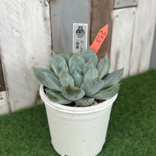 ゴーストバスター×雪蜂 現物商品