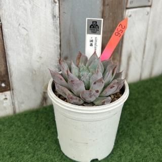 simulans Ascension˪ʪ