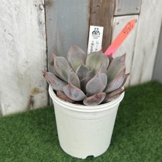 ゴールドマニー×Romeo  現物商品