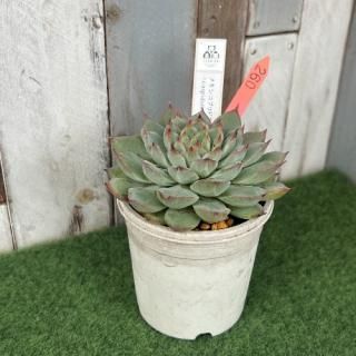 メキシコプリドニス×cuspidata Menchaca   現物商品