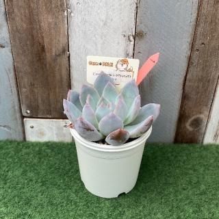 (󥼥ʡߥ顼ƥޥϥåx饦ʪ