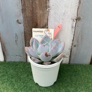 (リンゼアナ×コロラータアテマハック)xラウイ 現物商品