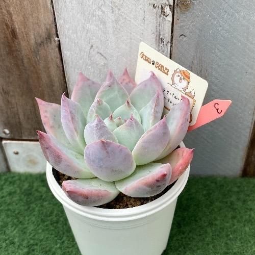 コロラータタパルパ xコロラータhyb 現物商品 - 多肉植物 人気の多肉