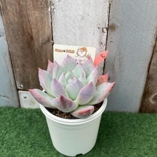 コロラータタパルパ xコロラータhyb 現物商品 - 多肉植物 人気の多肉