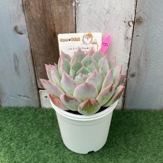 シムランスイトゥルビデxリンゼアナ  現物商品