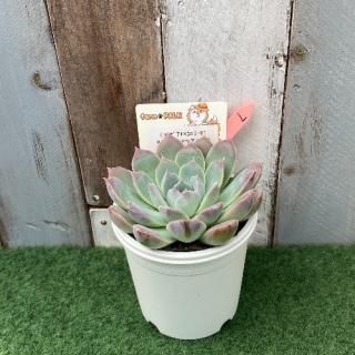 ʥ󥼥x顼ˣҥʥ륳ʪ