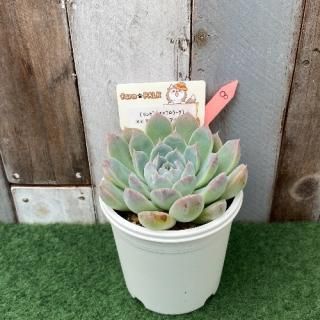 (リンゼアナxコロラータ)xヒアリナアウアルルコ 現物商品