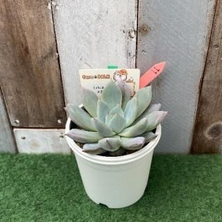 (ᥭG㥿ѥѡˡ߹ޥ饴ʪ