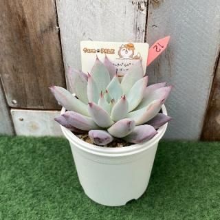 (ᥭG㥿ѥѡˡ߹ޥ饴ʪ