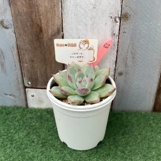 コロラータ×リンゼアナ  現物商品