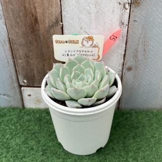 ҥʥ륳ߡʹޥ泌󥷥ˡʪ