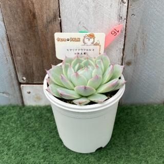 ヒアリナアウアルルコ×桃太郎 現物商品