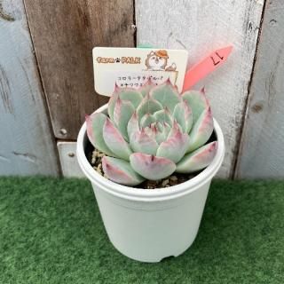 コロラータタパルパ×チワワエンシス  現物商品