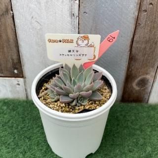 銀天女×ケッセルリンギアナ  現物商品