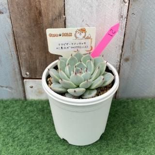 ԥ㥫ߡʹޥߥ泌󥷥ˡʪ