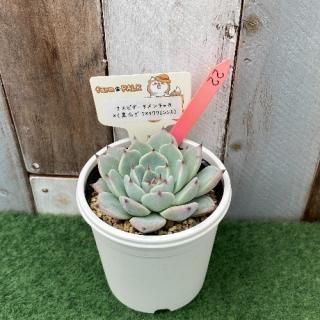 ԥ㥫ߡʹޥߥ泌󥷥ˡʪ