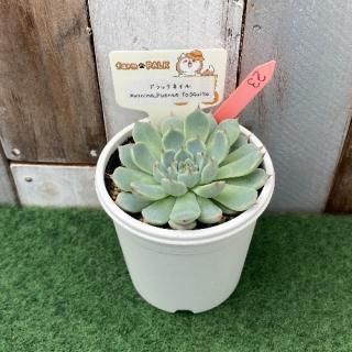 ブラックネイル×minima.Puente Tasquillo  現物商品