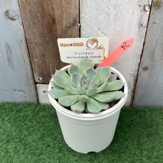 ブラックネイル×minima.Puente Tasquillo  現物商品