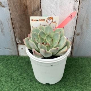 ᥪߡʹޥߥ泌󥷥ˡʪ