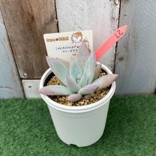 (メキシカンGxcタパルパ)×リンゼアナ  現物商品