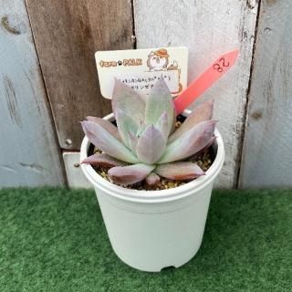 (メキシカンGxcタパルパ)×リンゼアナ  現物商品