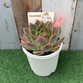 åɥСߥ󥹥ȥӥǡʪ