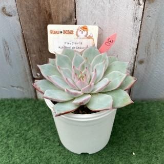 ブラックサバス×sp Real de catorce  現物商品