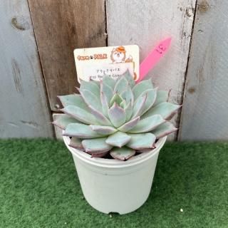 ֥åХsp Real de catorceʪ