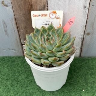 レッドギルバ×沙羅姫牡丹  現物商品