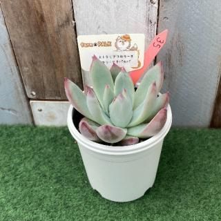 オーストラリアコロラータ×コロラータタパルパ  現物商品