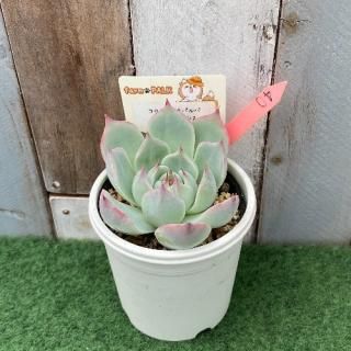 コロラータタパルパ×チワワエンシス  現物商品