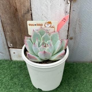 コロラータタパルパ×チワワエンシス  現物商品