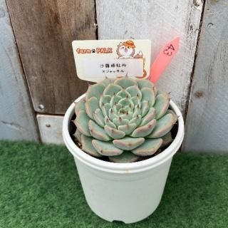 沙羅姫牡丹×ジャッカル  現物商品