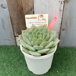 ʹޥߥͥåȡˡߥ֥롼ץ饤ʪ