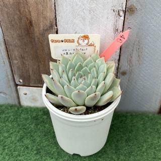 コロラータタパルパ×黒爪ザラゴーサ  現物商品