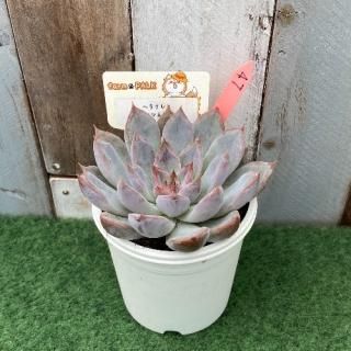 إ饯쥹ߥȥޥͥ󥷥ʪ