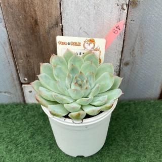 白蓮華×コロラータ  現物商品