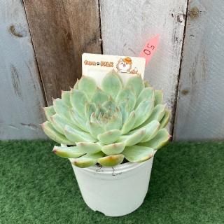 白蓮華×コロラータ  現物商品