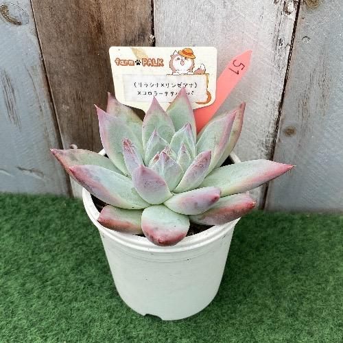 リラシナxリンゼアナ)×コロラータタパルパ 現物商品 - 多肉植物 人気の