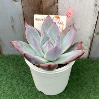 (饷x󥼥)ߥ顼ѥѡʪ