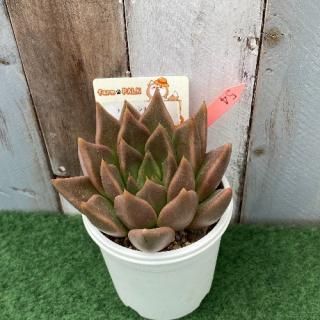 ȥХ󥷥ȥХߥȥޥͥ󥷥ʪ