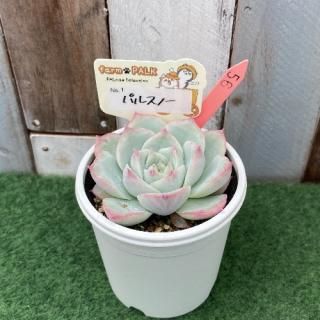 No1  パルスノー  現物商品