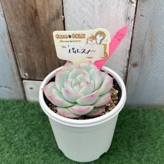 No1  パルスノー  現物商品