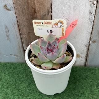 No2 吉影 現物商品