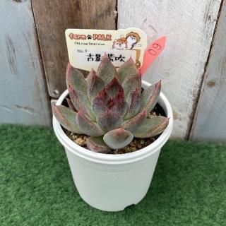 No3  吉影紫吹  現物商品