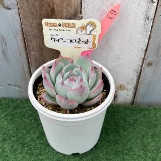 No5  クインコロネット  現物商品